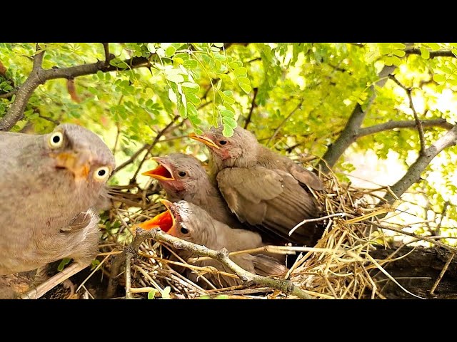 Jungli babbler babies voice @AnimalsandBirds107 class=