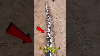 한국이 개발한 초대형 생강 재배법