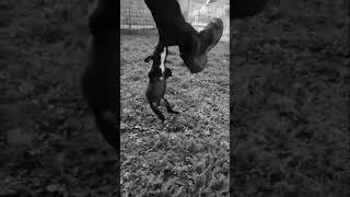 Very Agressive Pitbull Puppy