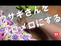 ウサギさんをメロメロにする動画