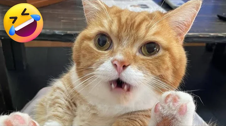 Video 7010901: cat cutecat funnycats, funniest cat funnycats, cutecats dog funnycats, best funniest cat, funnycats lover