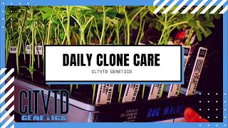 Daily Clone Care | Proper Watering