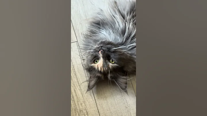 Video 10762761: maine coon kitten, domestic maine coon, chaton maine coon, cat