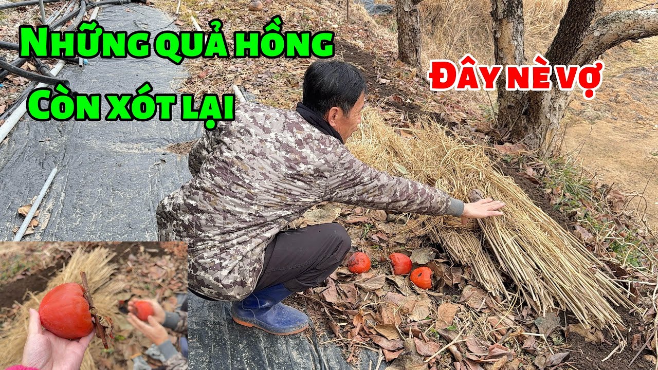 [199] đi xem những quả hồng chín còn xót lại 