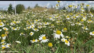 1 hour chamomile field - relaxing video (4K)