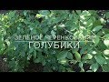 🌿 Зелёное Черенкование Голубики