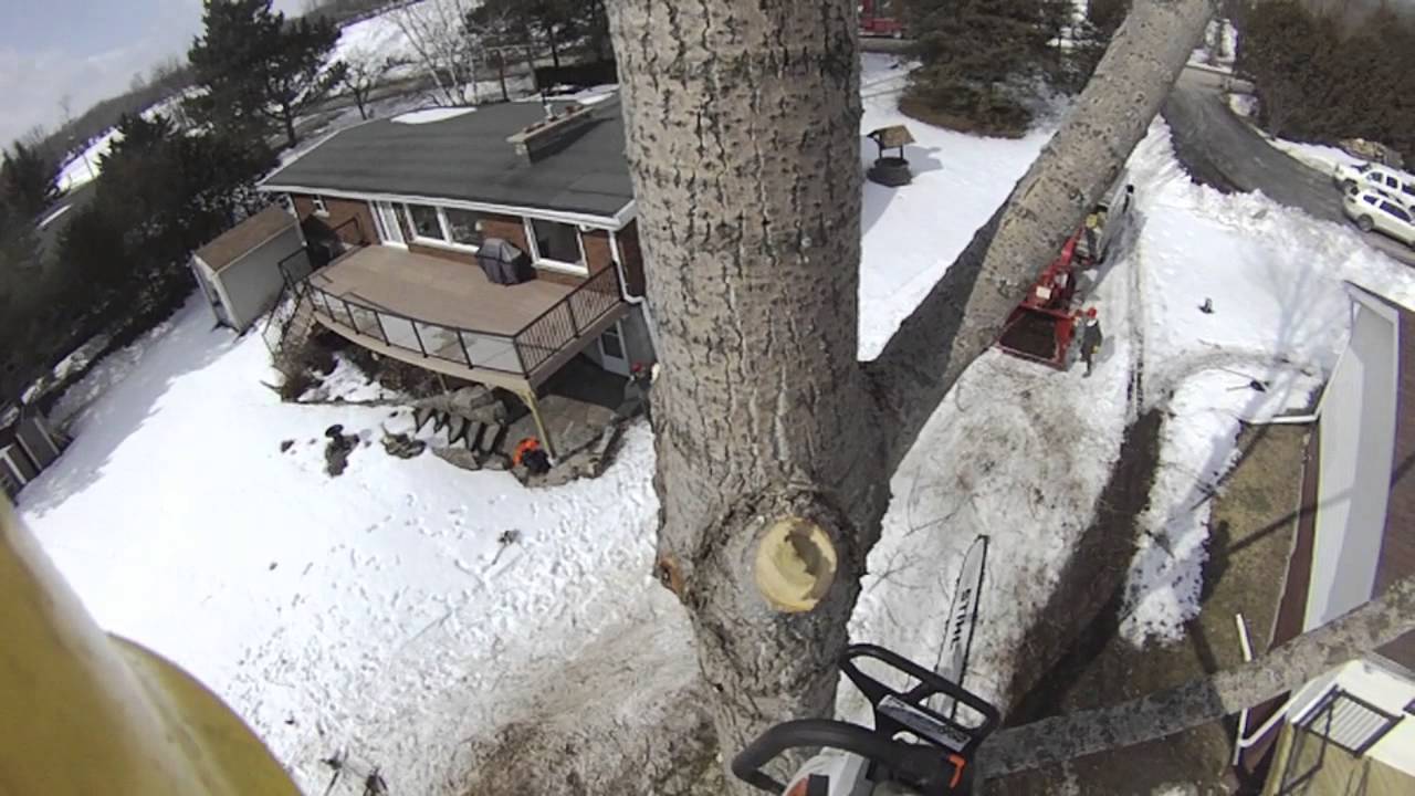 Carolina Poplar Removals YouTube