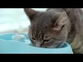 Dog & Cat》H2O有氧濾水機2L專用活性碳濾棉(一盒3入) product youtube thumbnail