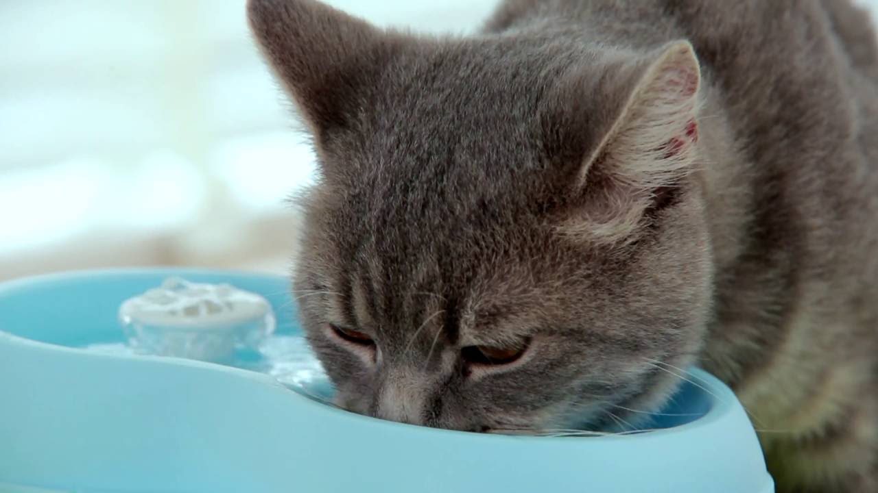 trouble and trix water fountain