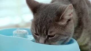 CatH2O Fuente de Agua para Gatos 2 lts video
