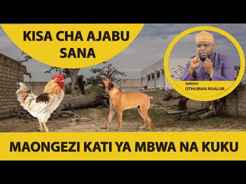 Video: Je, panya wana kichaa cha mbwa?