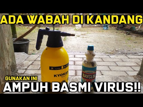 CARA MEMBUAT DESINFEKTAN UNTUK KANDANG AYAM DENGAN BAYCLIN