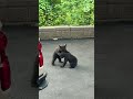 Baby Bears Playfully Wrestle With Each Other