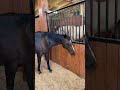 Which foals am I keeping from this year? Part 2 #runningspringsfarm #horses #aqha #foals