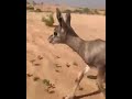 جدي غزال وجد تائها وسط الصحراء جدي غزال وجد تائها وسط الصحراء