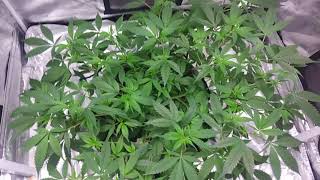 Cinex day 36 vegg from clone and defoliation results