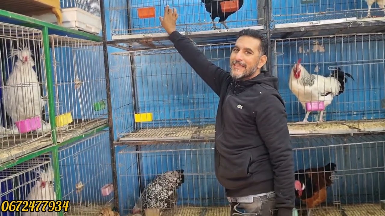 سوق القريعة يوم السبت اتمنة دجاج زينة عند الأخ فؤد