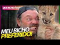 PUMA, UM GATO SELVAGEM GIGANTE! | RICHARD RASMUSSEN