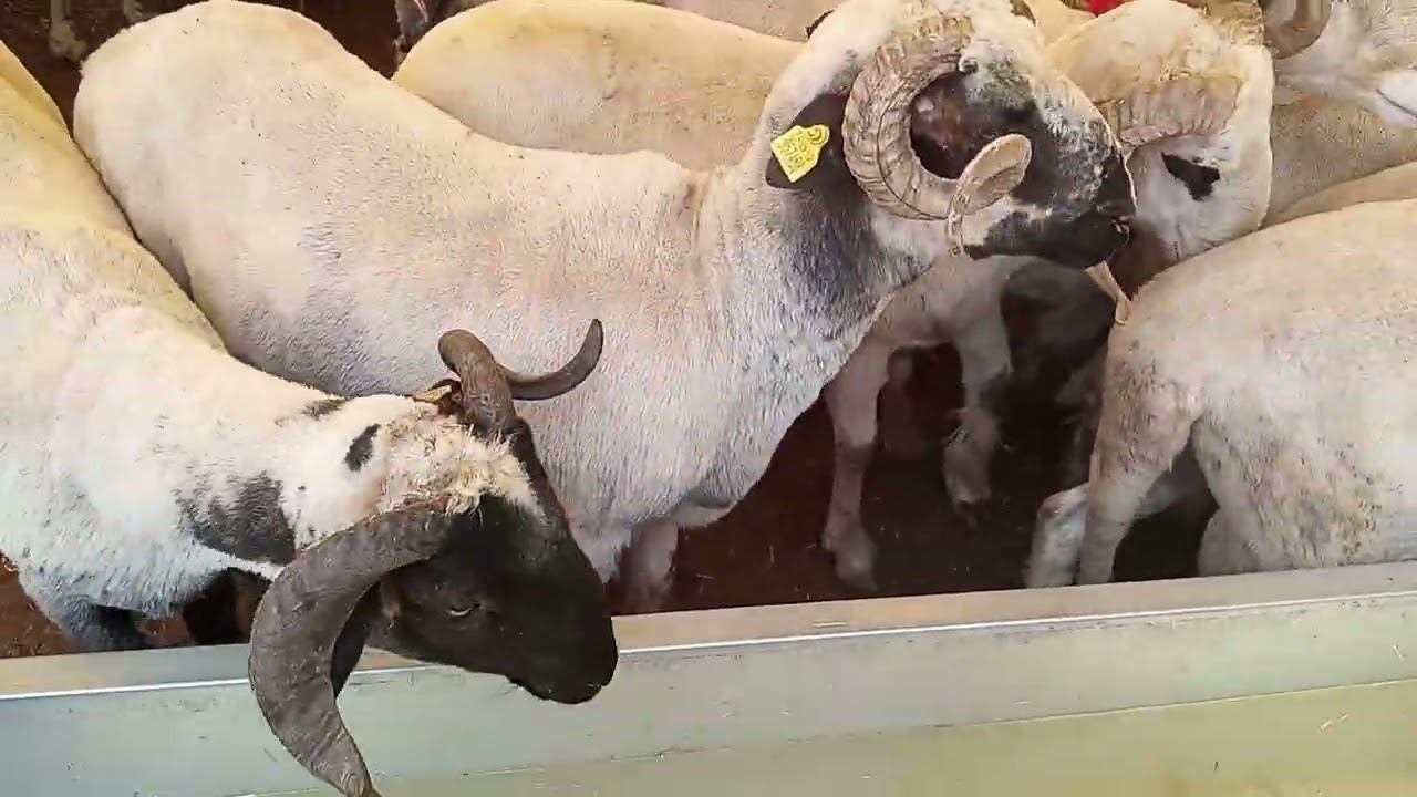 2025 YILI İSTANBUL ÇOBANCEŞME HAYVAN PAZARI