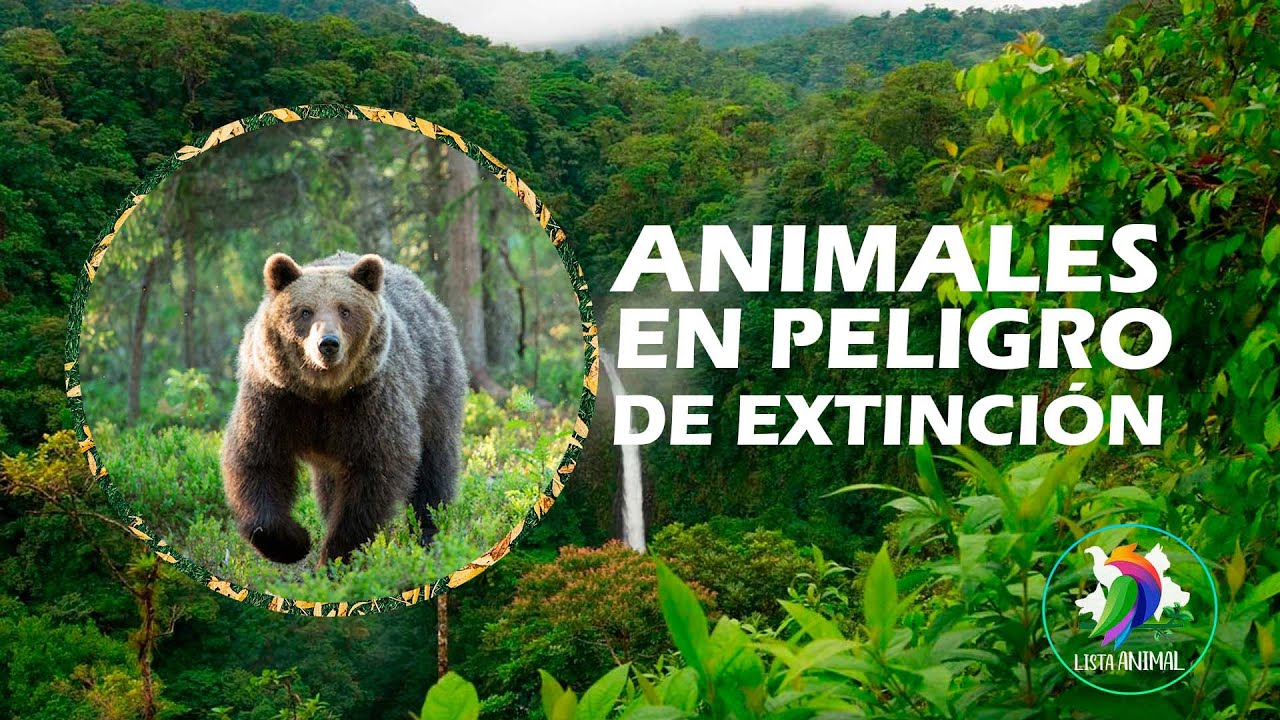 Lista Animal: 14 ANIMALES EN PELIGRO DE EXTINCIÓN EN EL MUNDO | ¿Qué