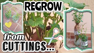 CONTAINER GARDENING: EASY STEPS ON HOW TO REGROW Kangkong (Water Spinach) from Cuttings at Home