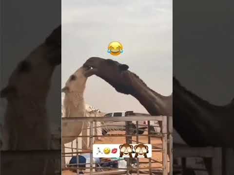 Camels Kissing Shorts 