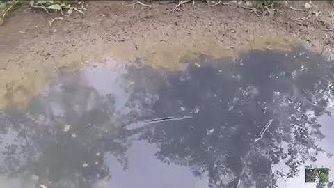 Bắt trộm Ổ Cá mắc cạn cá nhiều bắt quài không hết  MTSN Tập 20