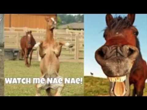 funny-horse-quotes!!!!!!!