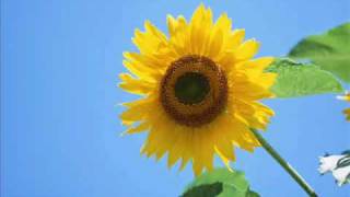 Ion Aldea Teodorovici - Floarea soarelui