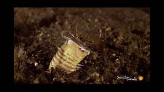 Ultra metal Bobbit Worm hunting unsuspecting fish