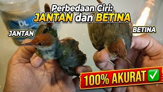 Don't Get Them Mixed Up! Here's How to Tell Male and Female Prenjak Coki Apart