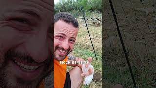 Le Formiche Sono Ottime Indicatrici Di...