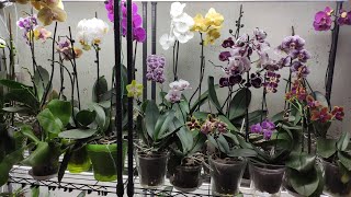 Видео обзор орхидей фаленопсис. 8 орхидей без корней - промежуточные  результаты через месяц.
