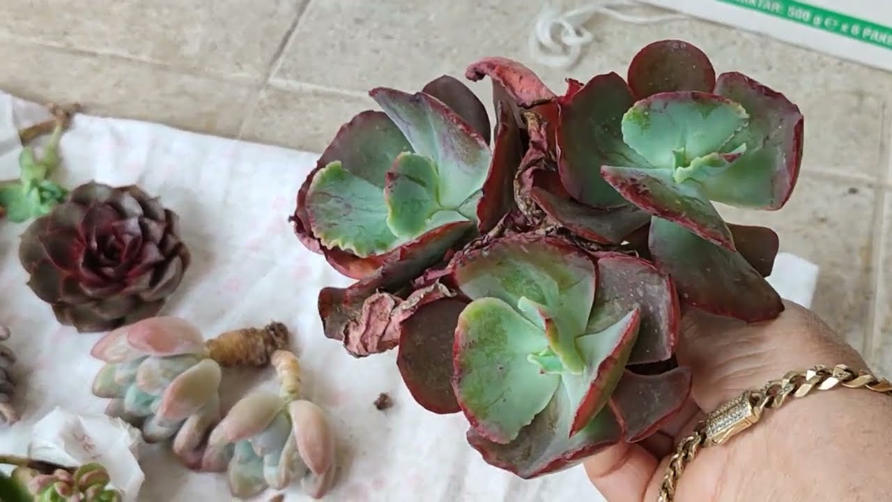 Kargom geldi  neler almışım beraber bakalım🌺🌹#succulent #youtube #benionecikar 