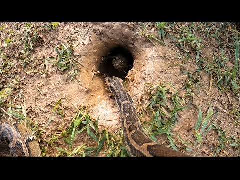 Using Python To Catch Fish, Man Using Python To Catch Fish, Amazing