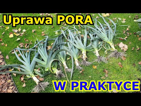 Wideo: Pory: Uprawa W Pomieszczeniach