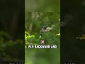 How Hummingbirds Defy Physics #birds #science #amazing