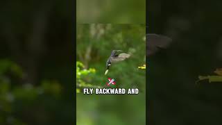 How Hummingbirds Defy Physics #birds #science #amazing