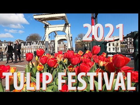 Video: Wat gebeurt er met de Tulpen na het Tulpenfestival?