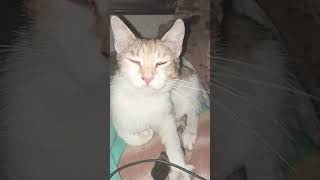 grand escape chatton jeudi soir 23 avril 2026 montecheuix Rochefort-Montagne a Puy de Dôme