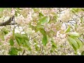 八戸市新井田公園の御衣黄桜／ピンクバージョン
