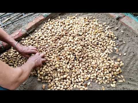 Video HƯỚNG DẪN ƯƠM HẠT CÂY RAU SẮNG, RAU NGÓT RỪNG. SĐT... - youtube