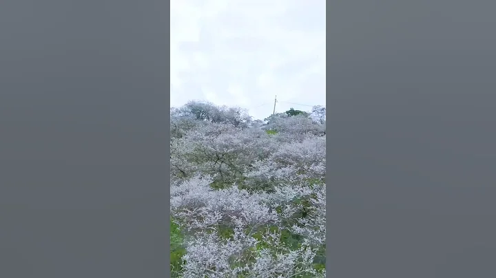 風吹雪 不用極寒也可以輕鬆看到雪白美景 #shorts - 天天要聞