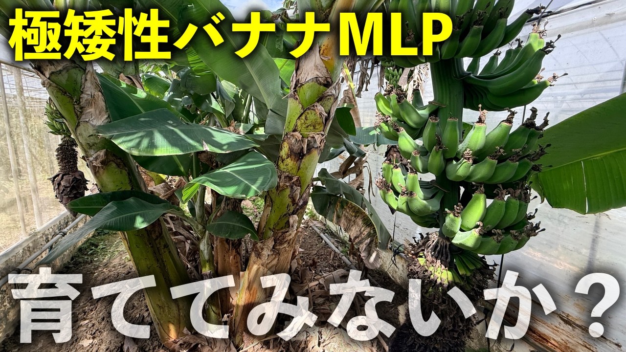 【苗木販売中】極矮性バナナMLPを育ててみないか？