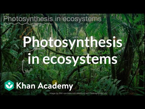 Wideo: Jaka jest rola fotosyntezy w quizlecie ekosystemowym?