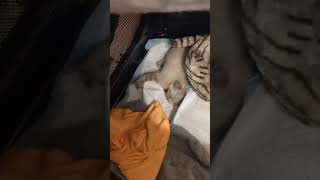 Month-Old Fluffy Kitten Suffering Severe Ongoing Seizure Episodes (see below) by CUDDLY 130 views 2 days ago 1 minute, 10 seconds