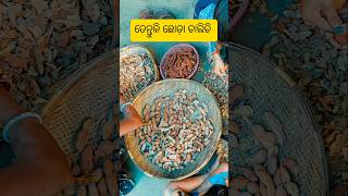 ତେନ୍ତୁଳି ଛଡା ଚାଲିଚି 😊#shortsfeed #ytshorts #viralshorts #odia #odiaminivlog #minivlog #natia