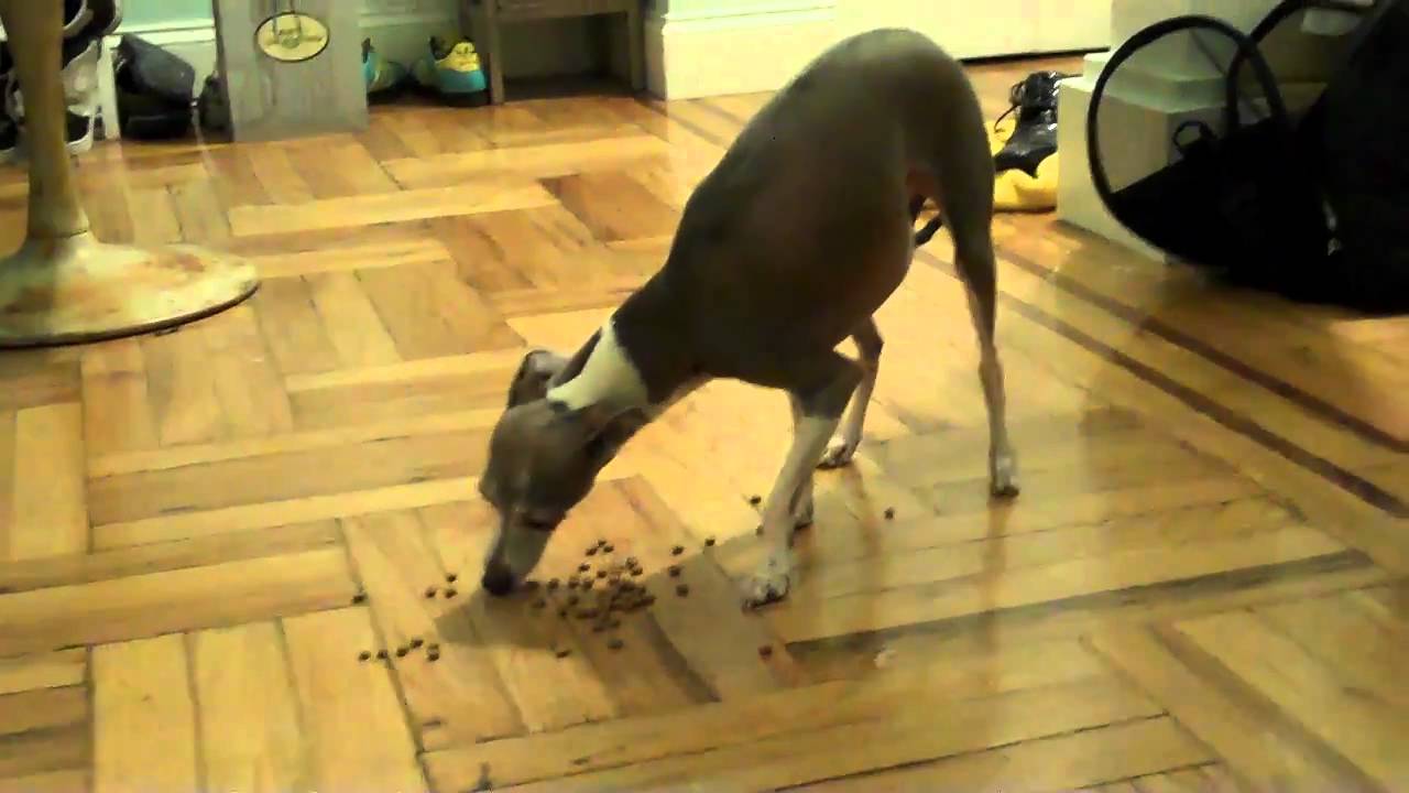 Italian Greyhound Dog Eating Food YouTube
