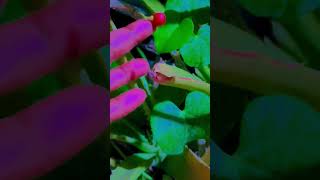 #Usha Muni K Vlog#giloy plant ka bij#🌷🌷 gardening