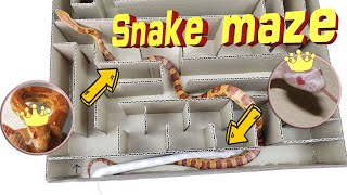 Interesting Maze Labyrinth for small snake. Can they EXIT? screenshot 5